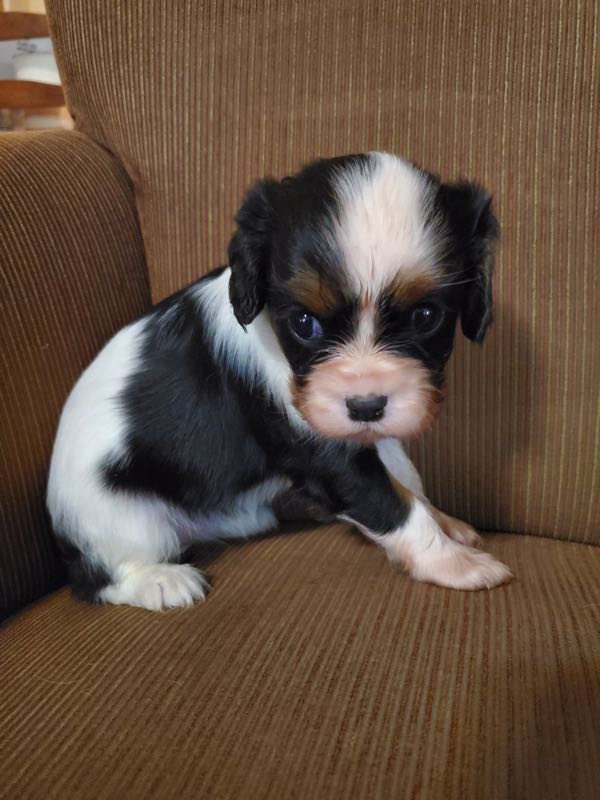 Daisy - Cavalier Puppy