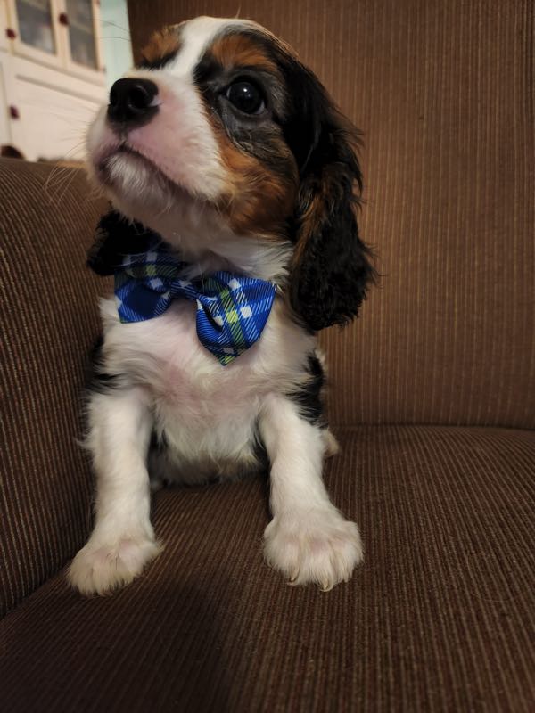 Gavin - Cavalier Puppy