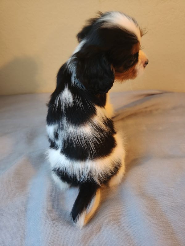 Dominic - Cavalier Puppy