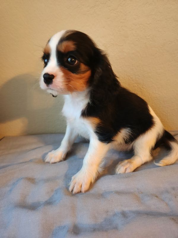 Toby - Cavalier Puppy