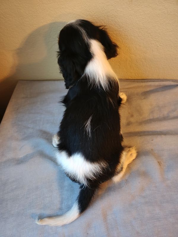 Toby - Cavalier Puppy