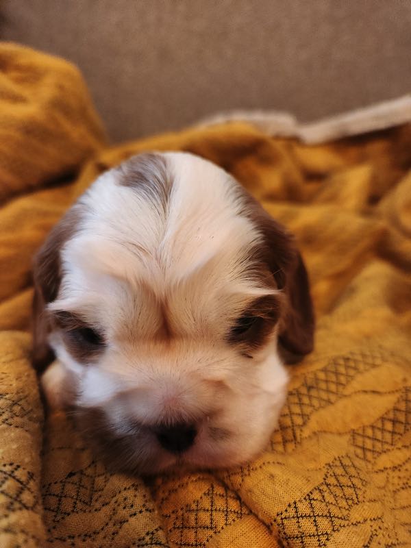 Millie Ann - Cavalier Puppy