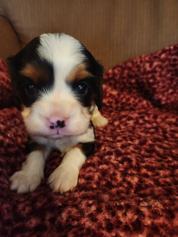 Kingston - Cavalier Puppy