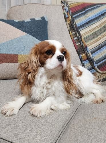 Sir Oliver - Cavalier Sire