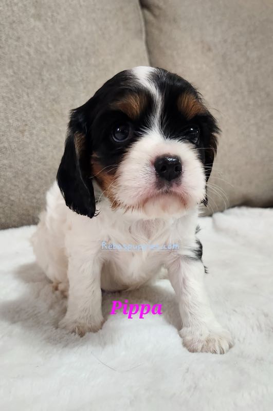 Pippa - Cavalier Puppy