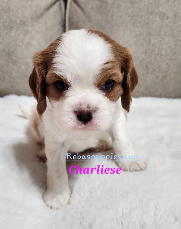 Charliese - Cavalier Puppy