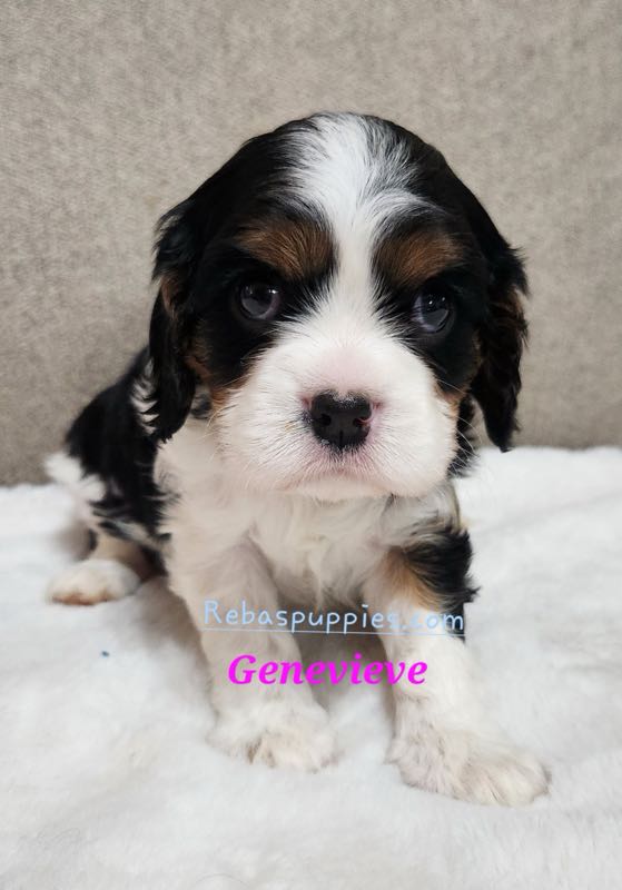 Genevieve - Cavalier Puppy