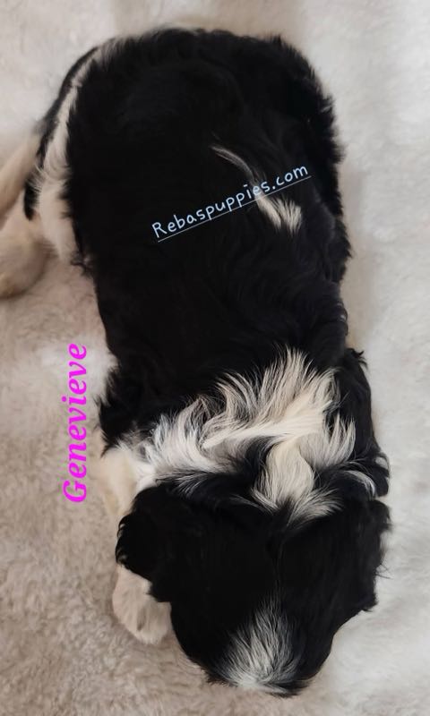 Genevieve - Cavalier Puppy