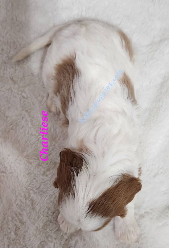 Charliese - Cavalier Puppy