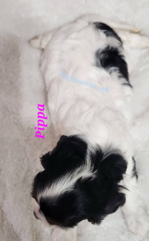 Pippa - Cavalier Puppy