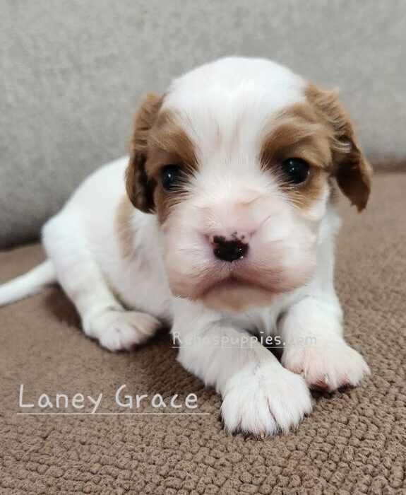 Laney Grace - Cavalier Puppy