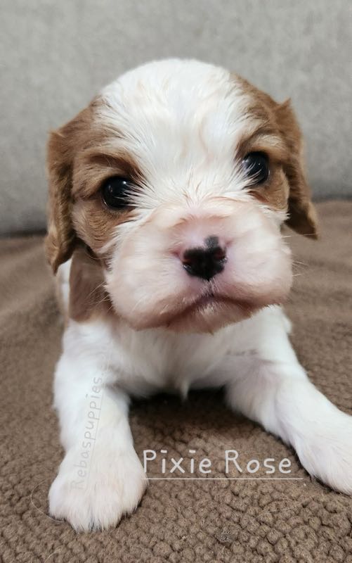 Pixie Rose - Cavalier Puppy