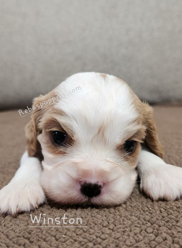 Winston - Cavalier Puppy