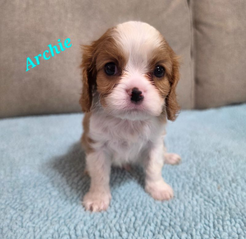 Archie - Cavalier Puppy
