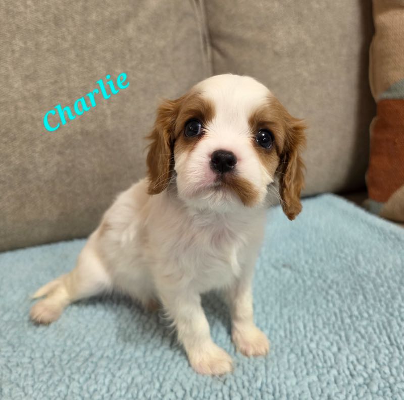 Charlie - Cavalier Puppy