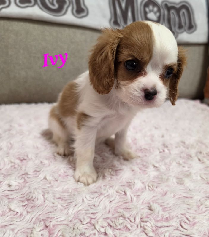 Ivy - Cavalier Puppy