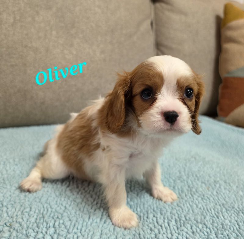 Oliver - Cavalier Puppy