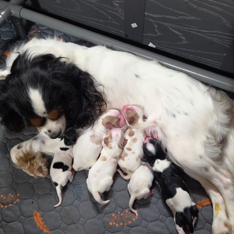Paris and her Puppies