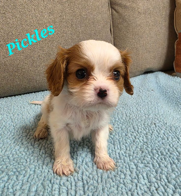 Pickles - Cavalier Puppy